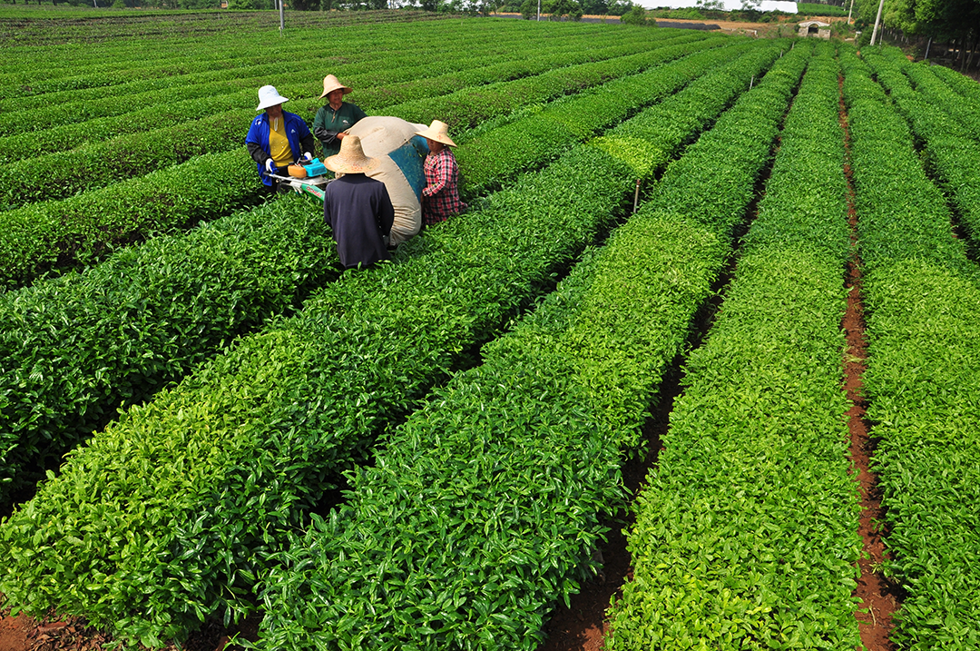 新品种推荐：优质茶机采品种——‘中茶501’和‘中茶503’